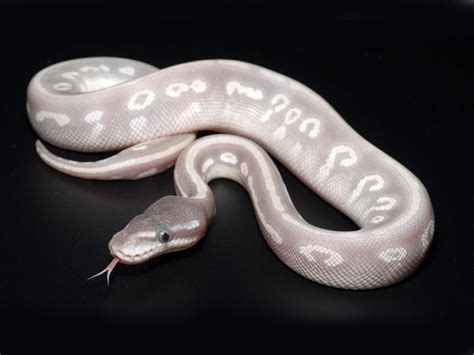 purple passion ball python morph.